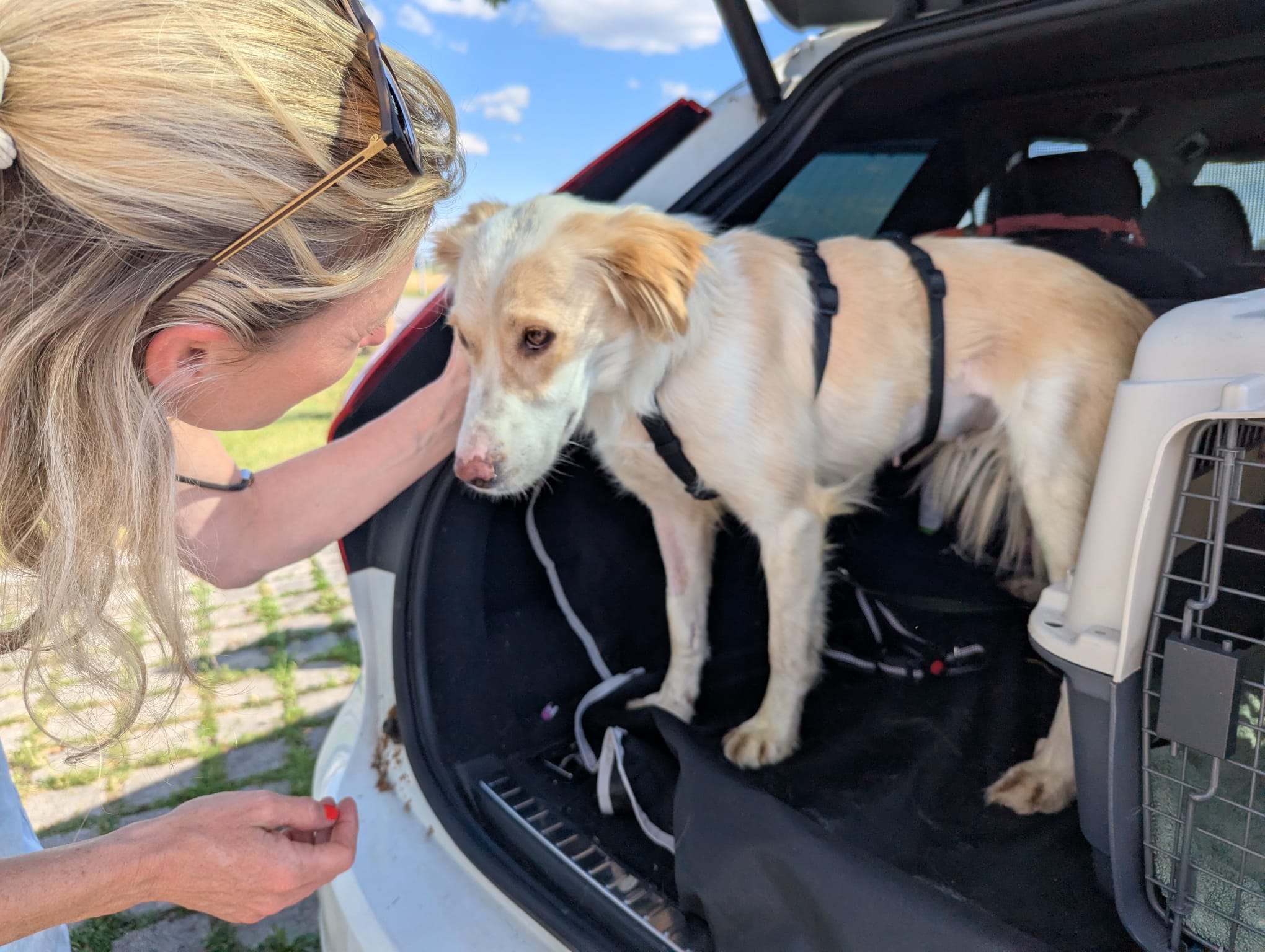 Vermittlung Hunde - Pflegestelle Pflegestelle zur Vermittlung von Straßenhunden aus Rumänien